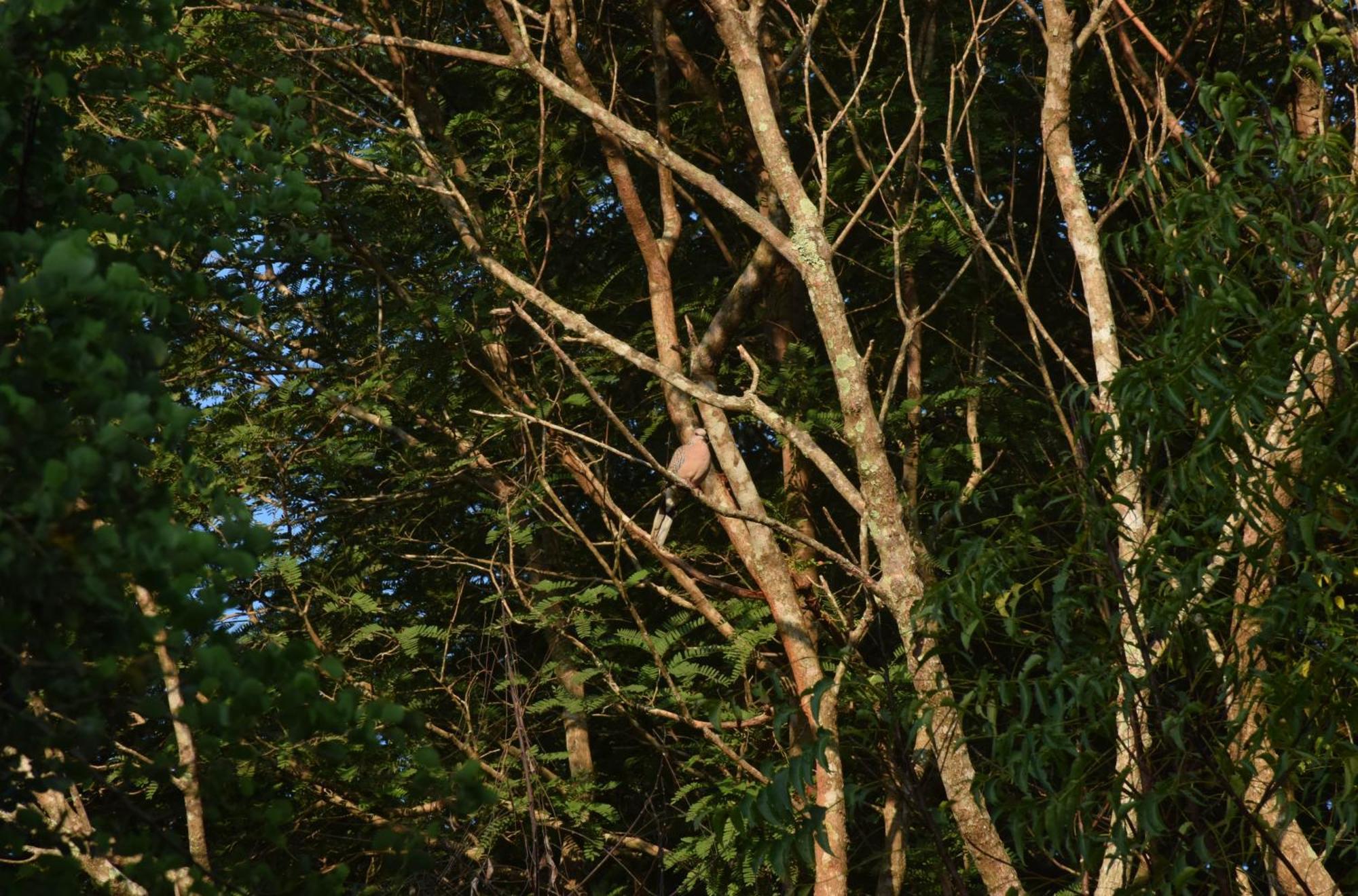 Senu Homestay シギリヤ エクステリア 写真